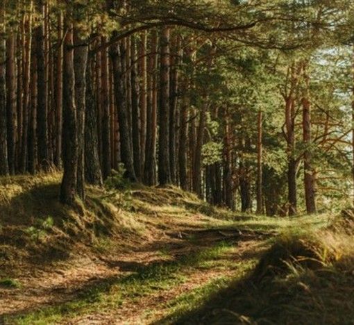 foreste - foto d'archivio