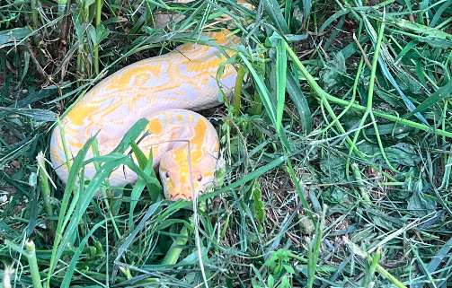 Pitone reale albino recuperato in campo di mais a Vinovo