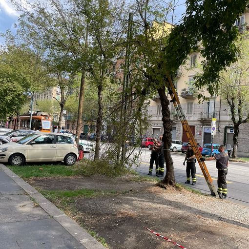 Nuova bomba d'acqua a Torino: grandine, frane, alberi caduti e traffico in tilt. Scoperchiato il tetto della scuola Salvemini