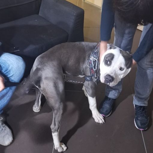 cane alla catena - foto d'archivio