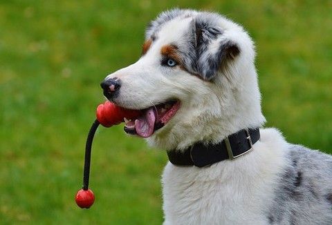La Giunta Salvai pensa a un canile nuovo per Pinerolo