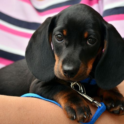 Il &quot;dog sitter&quot; diventa una professione: la legge in Consiglio regionale