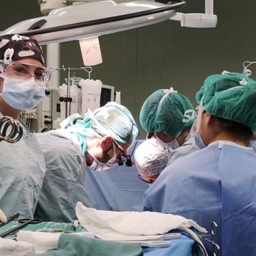 Bimbo morto per la puntura di un calabrone: il trapianto degli organi salva cinque vite