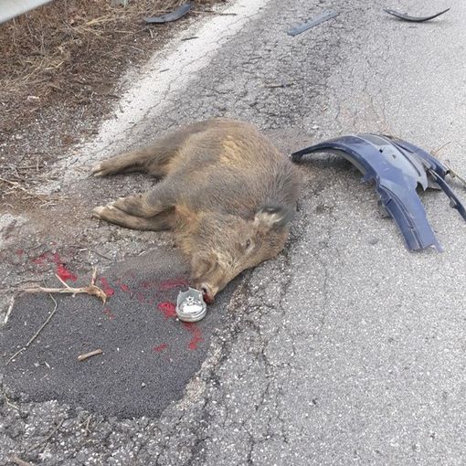 cinghiale morto - foto d'archivio