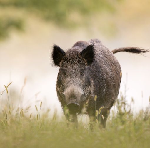 cinghiale