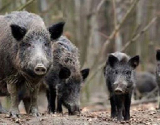 Cinghiale - immagine d'archivio