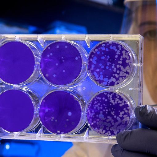Coronavirus, l'effetto si sente anche negli alberghi: calo nell'occupazione delle camere a gennaio: &quot;Niente allarmismi&quot;