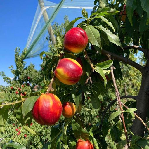 alberi da frutta
