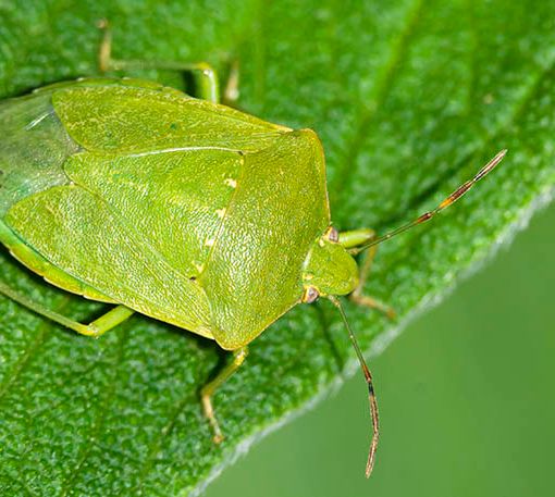 Contrasto alla cimice asiatica, Protopapa: &quot;Il Piemonte è pronto alla lotta biologica&quot;