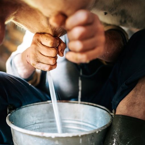 Latte, Coldiretti lancia l'allarme: &quot;I prezzi pagati agli allevatori coprono solamente i costi di produzione&quot;