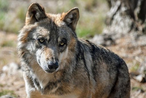 La carcassa di un lupo rinvenuta in tangenziale: probabilmente l'animale è stato investito da un'auto