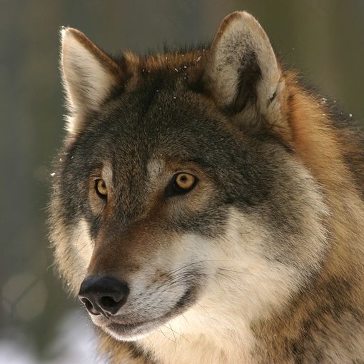 L’appello all’Europa: «Il lupo non sia più una specie iperprotetta»