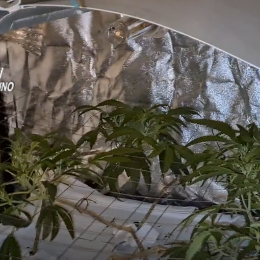 Serra di marijuana