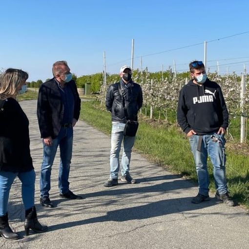 Gelata straordinaria nei frutteti del Saluzzese, Bongioanni: “Si garantisca almeno il 40% delle perdite” [VIDEO]