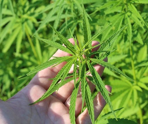 Sì alla coltivazione della cannabis: il Consiglio Regionale approva il via libera per la canapa e le sue filiere produttive