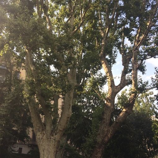 Inquinamento in Torino e provincia: piante mangia smog contro CO2 e polveri sottili possono essere un aiuto vero?