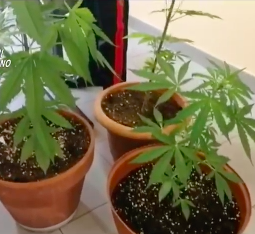 piante di marijuana