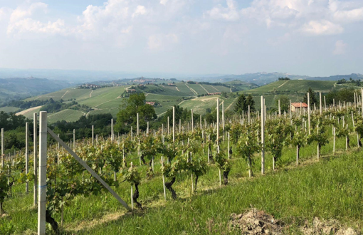Un decennio da sogno per i vini del Piemonte