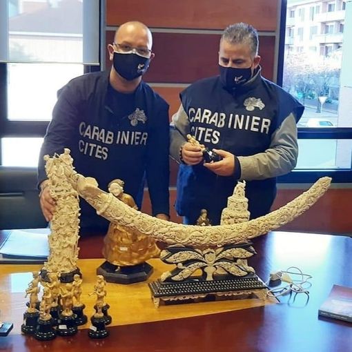 Commercio illecito di avorio, denunciate 27 persone e sequestrati 258 oggetti