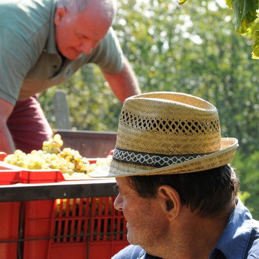 Vendemmia, Coldiretti scrive a Roma per i braccianti dell'Est:&quot;Ridurre burocrazia e semplificare voucher agricolo&quot;