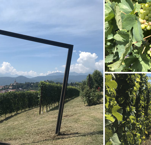 Viaggio tra i vigneti eroici del Pinerolese: dal Ramie al Barbera, la passione per il vino valorizza il territorio [VIDEO e FOTO]