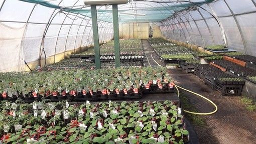 Confagricoltura soddisfatta: &quot;Accolte le nostre richieste, sabato e domenica garden aperti per la vendita di piante e fiori&quot;