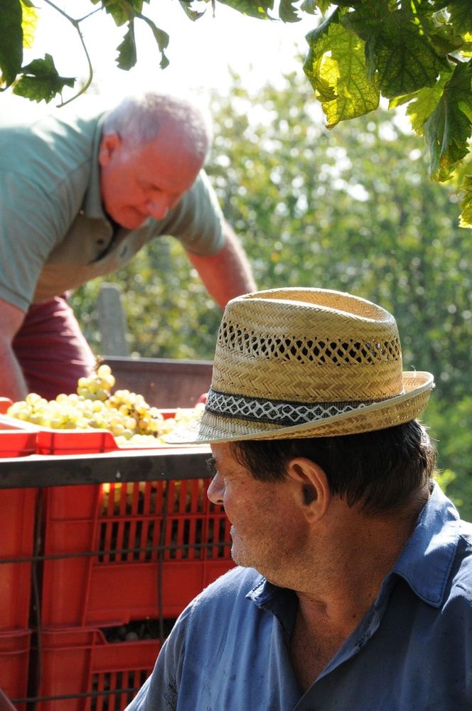 La Regione a difesa del vino: l'assessore Protopata scrive al ministro Bellanova