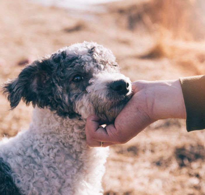 Effetti a lungo termine dei vermi sulla salute del cane