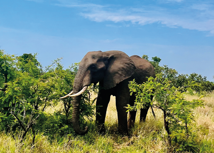 Kruger Park: il Sudafrica da vivere tutto in un fiato