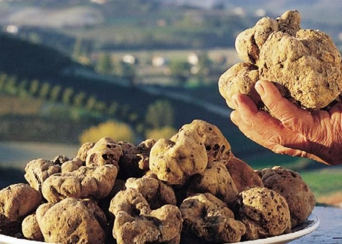 Dal 1° ottobre la “cerca” del tartufo