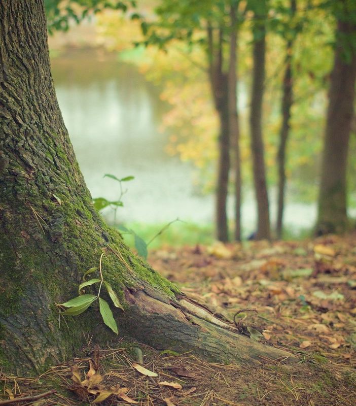 Aria più pulita a Pinerolo: in arrivo 700 nuovi alberi