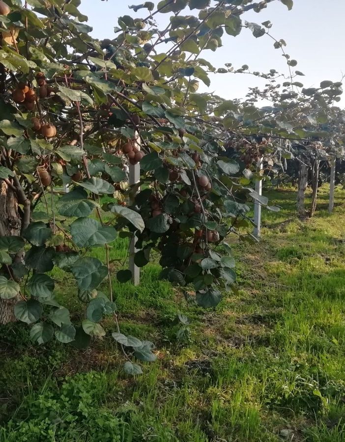 Una piantagione di kiwi