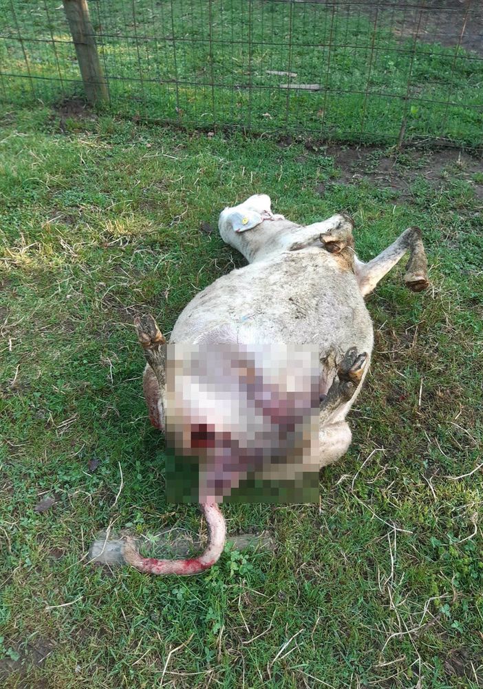 Bibiana: lupi a caccia nell’agriturismo San Nazario
