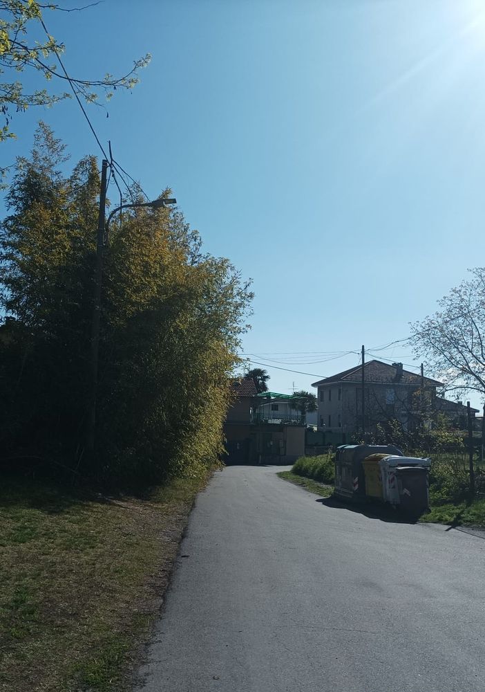 Il bambuseto vicino alla stazione di Bibiana
