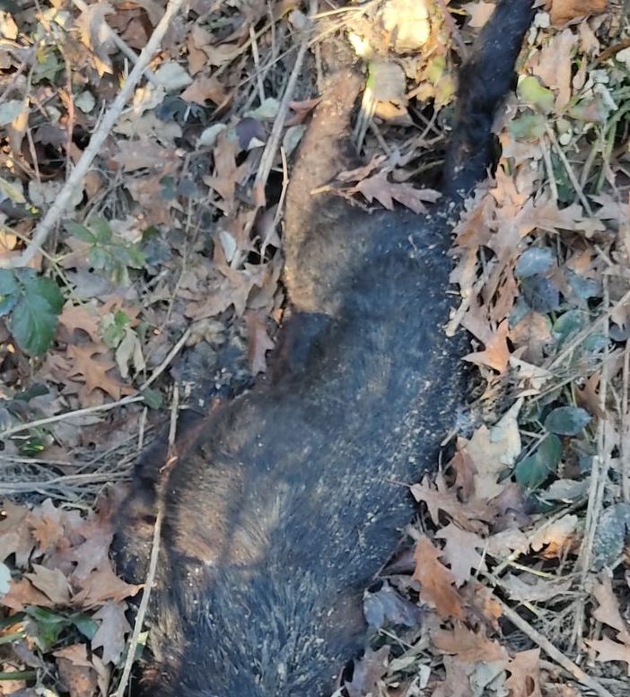 Cane morto a Carmagnola: indagato un abitante di San Secondo di Pinerolo