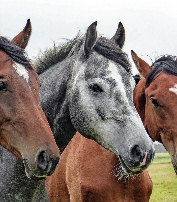 San Donato sale a cavallo e torna al medioevo