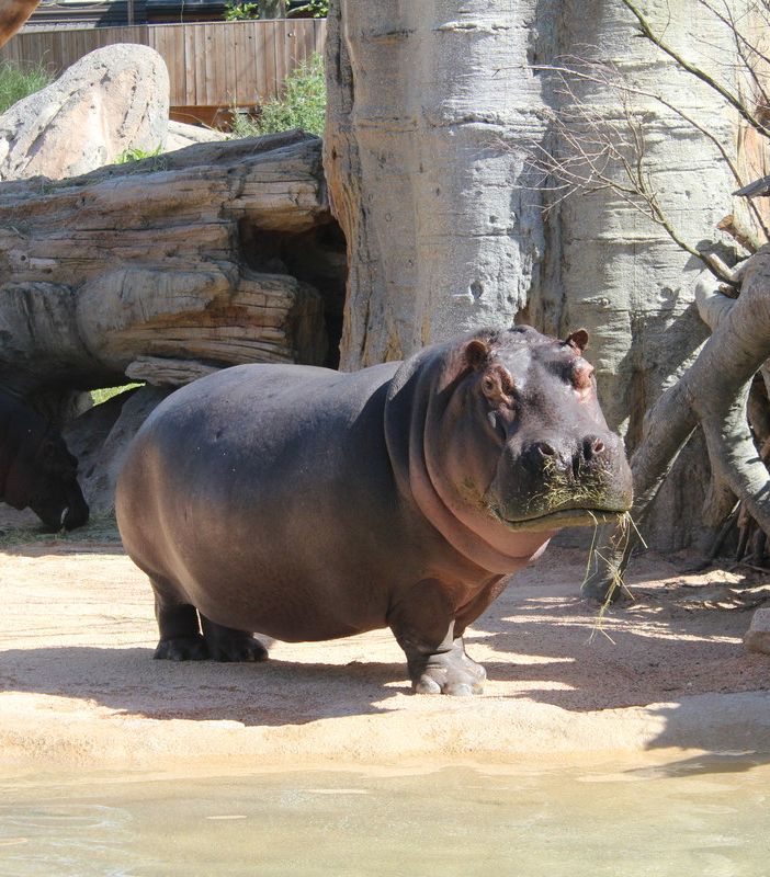 Il Bioparco Zoom dice addio all’ippopotamo Lisa