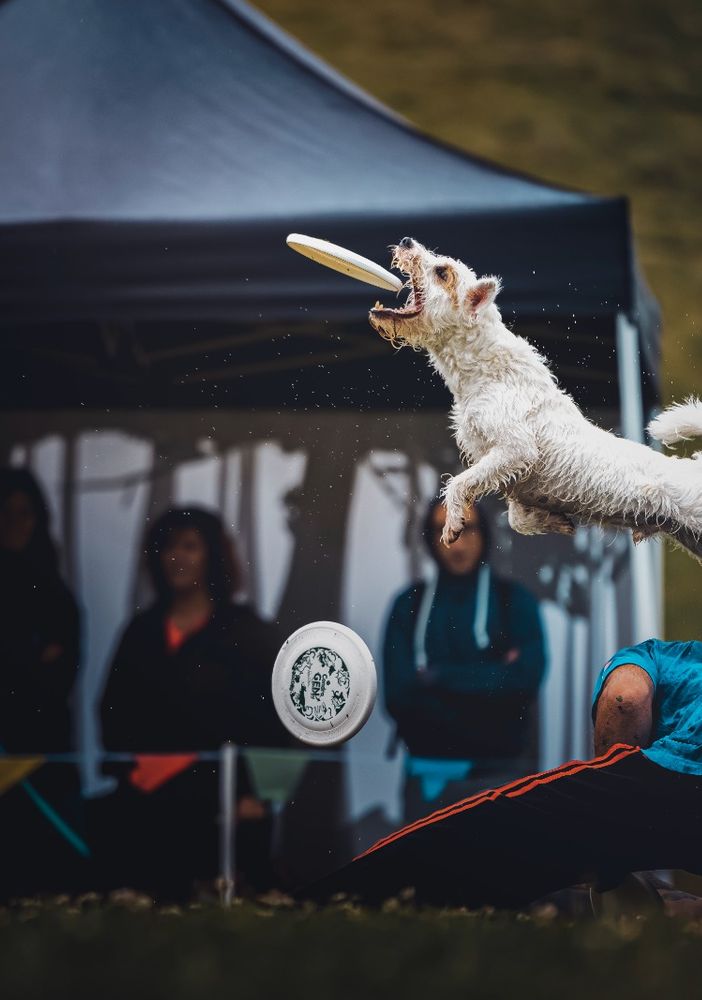 Nel fine settimana a Cumiana arrivano i ‘cani volanti’ del disc dog