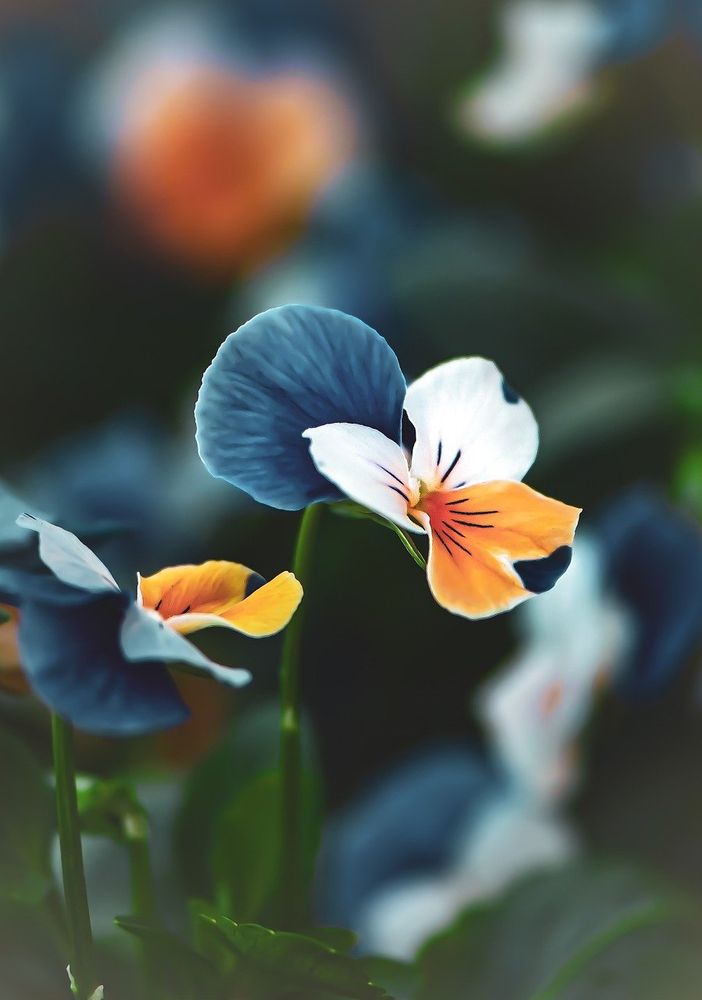 Cavour ritorna ‘in fiore’, sperando di “portare un po’ di luce”