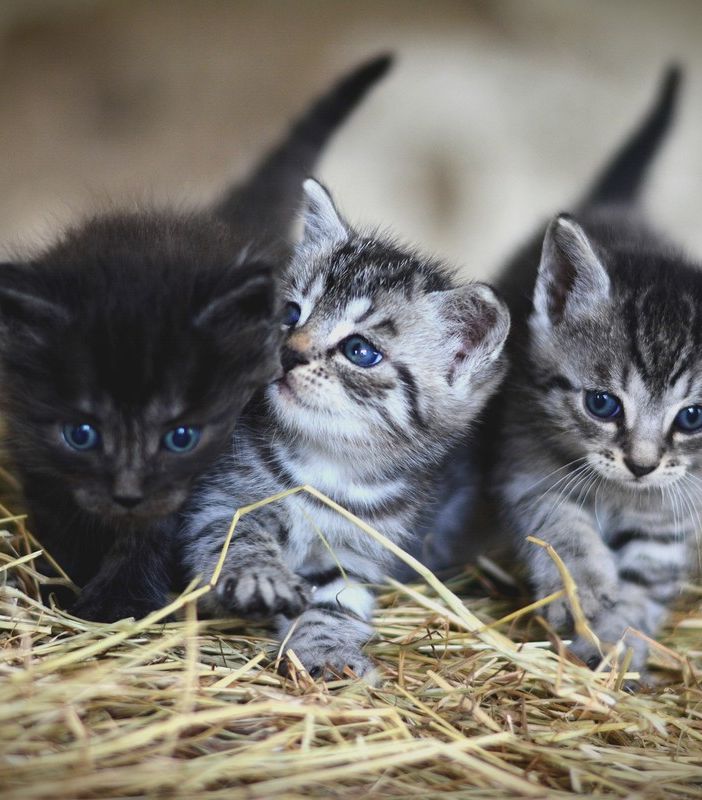 Una casa per i gatti vicino ad anziani e bambini di Pascaretto