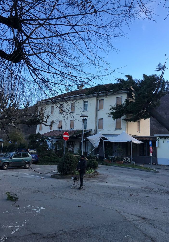 Torre Pellice: il forte vento abbatte il pino storico della stazione
