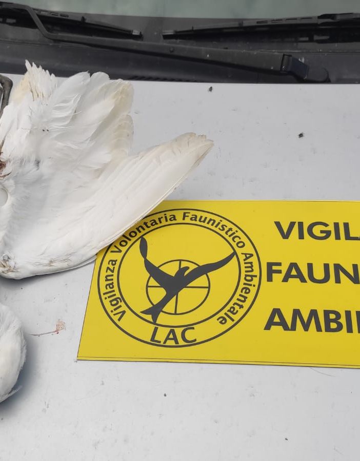 La Garzetta trovata a morte a Cumiana