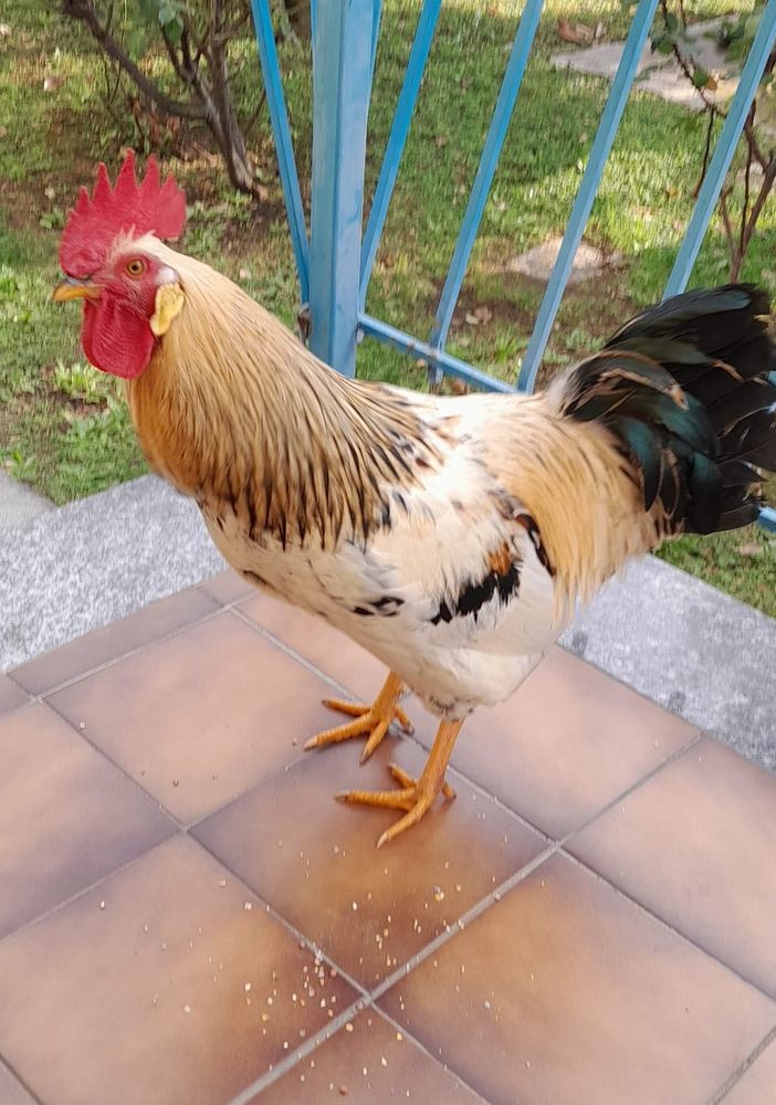 Il gallo allontanato dagli Airali
