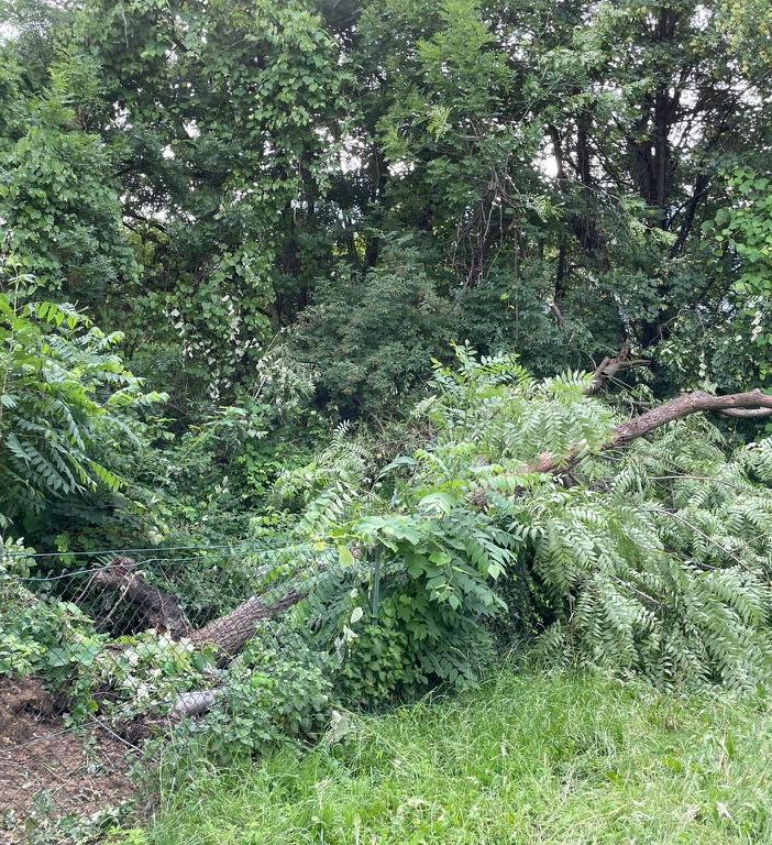 L’area prima della bonifica