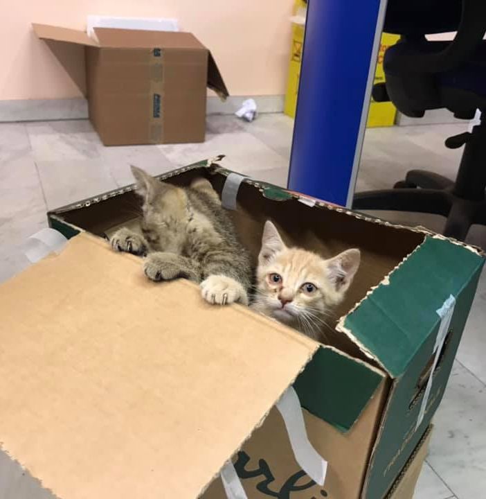 Gattini in un cassonetto a Pinasca ritrovano la famiglia