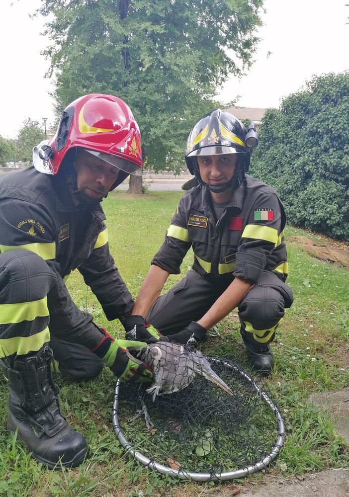 Airone si incastra in una recinzione, liberato dai Vigili del fuoco di Pinerolo
