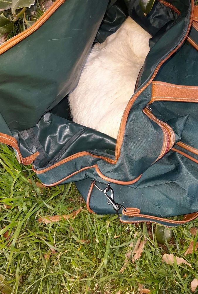 Gatto morto via Montegrappa Pinerolo