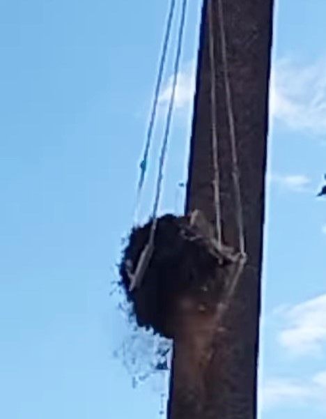 Il crollo del nido