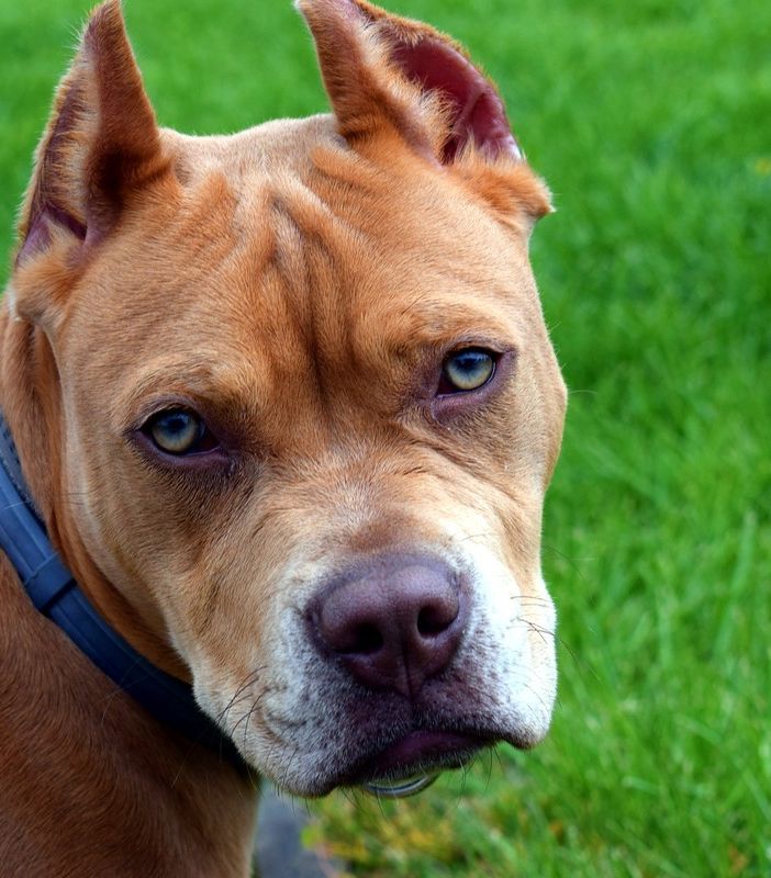 Pitbull