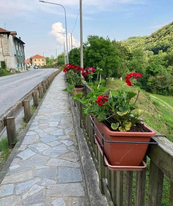 Alcuni dei fiori piantati dalla Pro loco